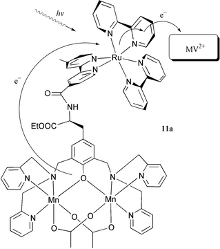 An intramolecular electron transfer from a 
Mn(ii,ii) dimer to a photooxidised Ru(iii) 
centre in acetonitrile solution of the trinuclear complex 11a in 
the presence of methyl viologen as electron acceptor.