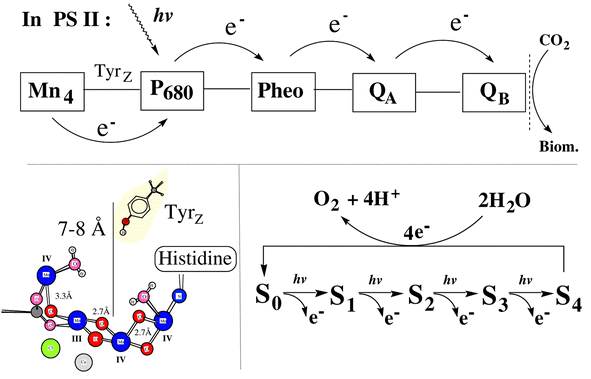 Schematic presentation of the electron transfer processes involved in 
the natural PSII reaction centre and a proposed structure for the Mn 
cluster. On the lower right we show the five oxidation states involved in 
the water oxidation cycle. The redox states are denoted S0 to 
S4 where S0 is the most reduced state. The structure 
of the Mn complex shown here is the so called ‘dangler’ model 
of the Mn4 cluster. This is derived from advanced simulations of 
EPR and ENDOR spectra from the S2 state and an imaginative, 
structural alignment of the outcome from the EPR simulations to the 
available EXAFS data. Some of the esential elements of the structure are 
the organisation of the two shorter Mn–Mn distances forming a core 
structure of 3 Mn ions which are close to each other while the fourth Mn 
ion is found 3.3 Å away from these. Two bound water molecules are 
also indicated but their exact location is arbitrary. The figure also shows 
the preferred assignemnt of the Mn valences in the S2 state as 
proposed from the EPR simulations. The structure has been kindly provided 
by Professor R. D. Britt (UC Davis, California) and coworkers prior to its 
publication.8