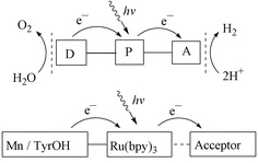 Schematic presentation of the electron transfer processes in an 
artificial photosynthetic system built on supramolecular Ru–Mn 
complexes.