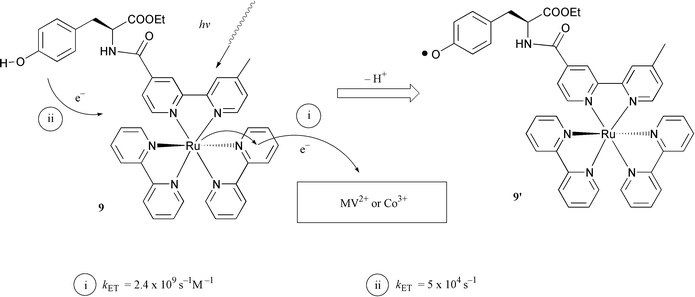 Photoinduced electron transfer reactions and the generation of a 
tyrosine radical 9′ at room temperature. Methyl viologen was 
used as electron acceptor in acetonitrile solution of 9; 
cobalt(iii)pentamine chloride was used as the electron acceptor 
in experiments in aqueous solution with 9.