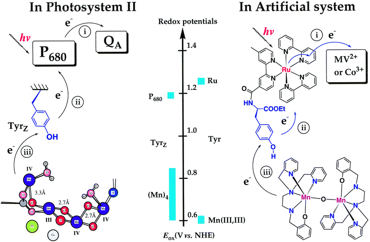 In aqueous solution of 9 in the presence of 
cobalt(iii) pentamine chloride as the electron acceptor, the 
Mn(iii,iii) dimer complex was photooxidized to 
Mn(iii,iv) at room temperature. The oxidation 
occurred via the photogenerated tyrosine radical 
9′. This system is the first redox active 
‘triad’ which mimics the corresponding redox components in 
natural PS II both functionally, in a one-electron transfer sequence, and 
where also the redox potentials involved are very similar.