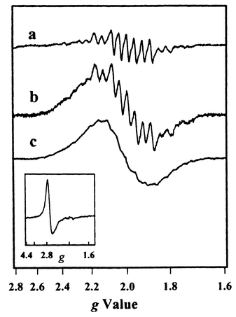 EPR spectra of different oxidised forms of the 
Mn(iii/iii) dimer.23 
(a) EPR spectrum of the Mn(iii/iv) state formed, as 
the result of 10 flashes given to a solution of 9 and 
Mn(iii/iii) dimer in acetonitrile in the presence of 
MV2+. (b) EPR spectrum recorded after oxidation of 
Mn(iii/iii) dimer by ca. 1 equivalent 
Ru(iii)(bpy)3(PF6)3 in the 
dark. (c) EPR spectrum recorded after 25 flashes were given to solution of 
Mn(iii/iii) dimer and Ru(bpy)3 in the 
presence of MV2+. The inset shows the easily distinguishable EPR 
spectrum of Ru3+. The broad, featureless signal in (b) and (c) 
suggests a further oxidation of parts of the 
Mn(iii/iv) species by the 
Ru(iii)(bpy)3. This is in contrast to the milder 
oxidation by the tyrosyl radical in 9 that results in a clean 
Mn(iii/iv) spectrum shown in (a).