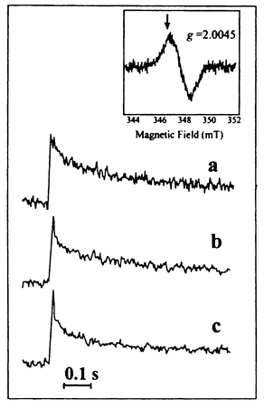 Time-resolved EPR measurements of the induction and decay of the tyrosyl 
radical signal (see inset) from complex 9,23 after single laser flashes in water solution at 
pH 7.0, in the presence of the sacrificial electron acceptor 
cobalt(iii)pentamine chloride. Flash-induced induction and decay 
of the tyrosyl radical in complex 9 alone (a) and in the presence 
of Mn(iii/iii) dimer at 0.3 mM (b) and 0.6 mM (c) 
concentration, respectively.