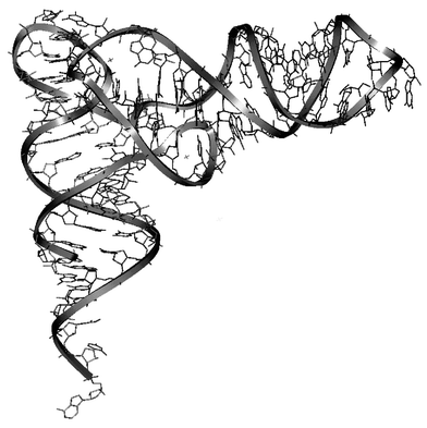 Three-dimensional structure of tRNAs (Insight II (98) from MSI).
