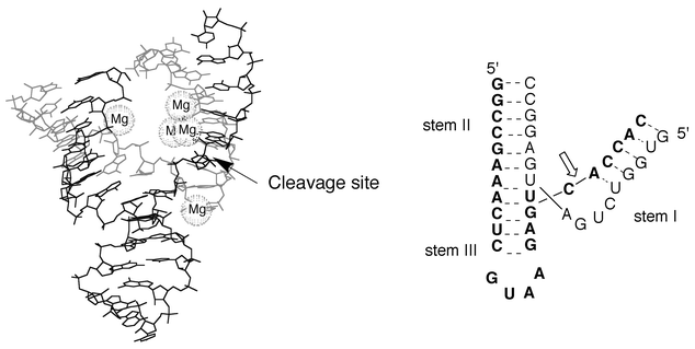 The active form of the hammerhead ribozyme (adapted from Scott et 
al.57). The cleavage site in the 
substrate strand (in bold character) is marked by an arrow.