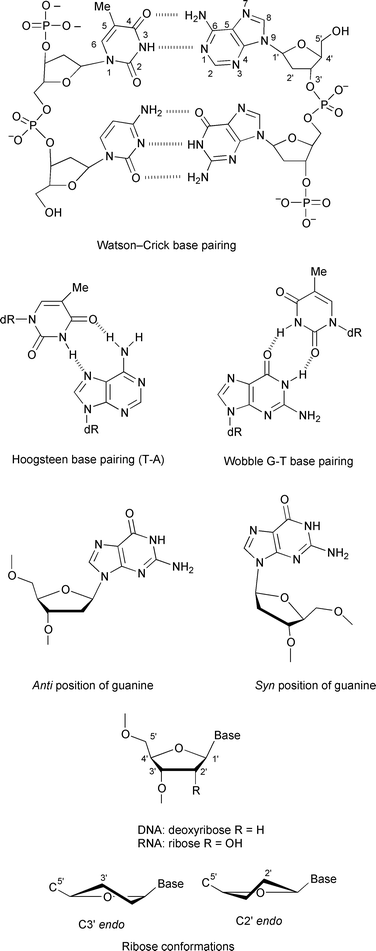 Secondary structure of DNA, base pairing and numbering, sugar and 
nucleoside conformations.