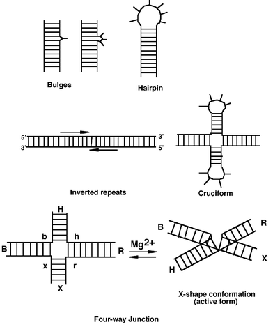 Simplified representation of RNA and DNA main secondary structures.