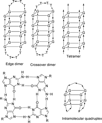 Quadruplex structure and major conformations.