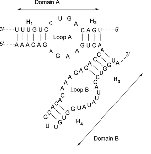 Secondary structure of the hairpin ribozyme showing the two domains 