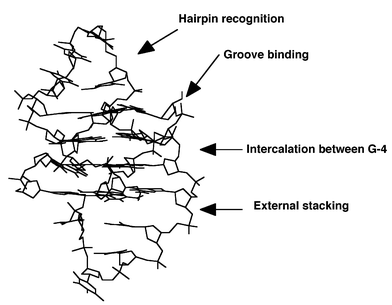 Possible sites for intramolecular quadruplex specific binders.