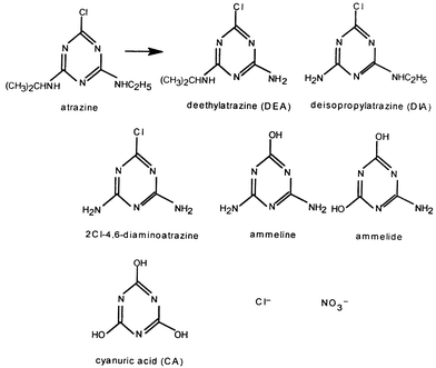 The main common intermediates and final products detected in the 
photodecomposition of atrazine by TiO2 and 
polyoxotungstates.