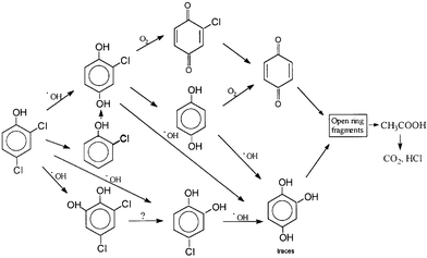 Photodegradation pathway according to the common intermediates found in 
the photocatalytic decomposition of 2,4-dichlorophenol by both systems. 
(Reprinted from ref. 35, with permission from Elsevier Science).