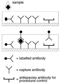 
          Schematic diagram of a porous matrix immunoassay device.
        