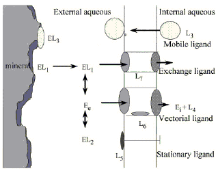 Possible interactions
of an element (E) with a variety of ligands (L1–L7
). The element enters the aqueous environment by dissolution of the mineral
(EL1) and dissociates to form a free metal ion (Ee)
capable of speciating with other dissolved ligands (EL2). In the
presence of living organisms there may be other ligands released into the
system (L3) that could form biofilms on the mineral, binding the
element (EL3) and potentially removing E from the system by sedimentation.
A cell might also produce a membrane bound ligand (L5) capable
of sensing the element E which may also enter the cell through a ion pump
(L6) to be released in the cytoplasm (Ei) where it can
speciate onto intracellular ligands (L4). Alternatively anion transporting
channels (L7) may allow speciated forms of the element (EL1)
direct access into the cell.