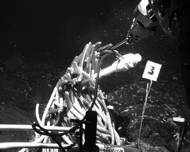 Deployment of the sensor
package above R. pachyptila. (For a colour version of this figure
see Electronic Supplementary Information.)