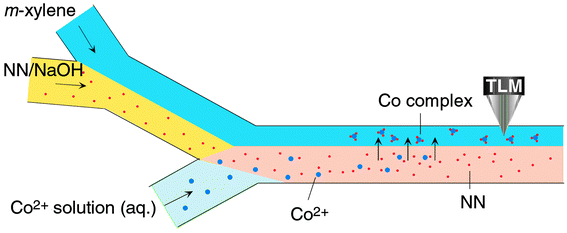 
            Schematic illustration of the chelating reaction and solvent extraction in the microchannel.
          