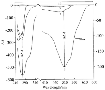 
            Circular dichroism spectra of LCD formed from DNA molecules (curve 2), treated with DAU (curves 3 and 4) and with addition of CuCl2 (curve 5). Curve 1: B-form of native DNA in water–salt solution (shown as a control); curve 3: 4.8 × 10−6 M DAU ; curve 4: 18.7 × 10−6 M DAU; curve 5 reflects the transformation of curve 4 after addition of 10 × 10−6 M CuCl2. 0.3 M NaCl; 0.002 M Na-phoshate buffer; pH 6.7; 170 mg mL−1 PEG; 5.5 mg mL−1 DNA. ΔA = AL
−
AR in mm; 1 mm = 1 × 10−5 optical units.
          