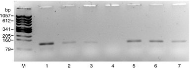 PCR amplification of the CATCH system in a commercial thermocycler, affected by the addition of glass-silicon powder in different quantities, untreated (lane 2 to 4) and treated with hexamethyldisilazane (HMDS) (lane 5 to 7) to a final volume of 25 μl in comparison to a control without material addition (lane 1). The effect of the addition is demonstrated in the following order: 0.8 mg (lane 2), 1.9 mg (lane 3), 3.3 mg (lane 4), 0.9 mg (lane 5), 1.9 mg (lane 6), 3.2 mg (lane 7). M—marker.