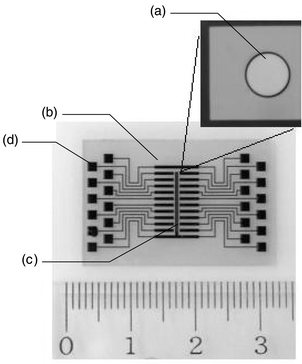
            Structure of the microfabricated PNA array. The working electrode (a), the counter electrode (b), the reference electrode (c) and connecting pad (d).
          