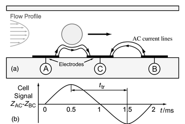 
          (a) Side schematic view of the microchannel showing a particle passing over three electrodes (A, B and C). The impedance signal is measured differentially (ZAC
−
ZBC). Hydrodynamic focusing is used to center the particle in the channel. (b) Impedance signal. As the distance between the two measurement areas and time ttr separating the signal spikes are known, the speed of the particle can be calculated. In this type of sequential differential sensor the reference and measurement electrodes are inherently switched, revealing uneven drift of electrode properties.
        