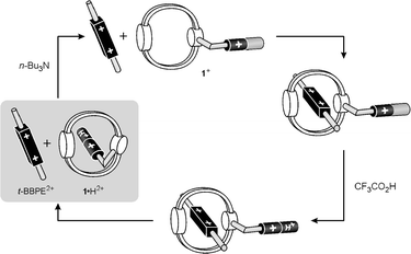 Base/acid
 control of the complexation of t-BBPE2+ by compound 1+.