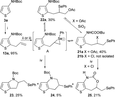 
          Reagents and conditions: (i) n-BuLi (2.5 eq.), THF, −78 °C then allylbromide, −10 °C; (ii) PhSeCl (1.5 eq.), CH2Cl2, Na2CO3 (1eq.); (iii) PhSeSePh (0.6 eq.), Phl(OAc)2 (excess), CH3CN; (iv) SiO2, CH2Cl2.
