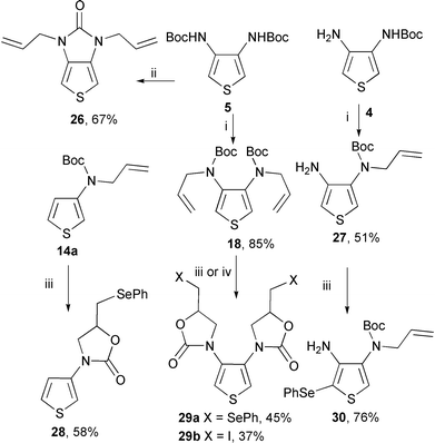 
          Reagents and conditions: (i) NaH, THF, allyl bromide, 5 h; (ii) NaH, THF, allyl bromide, 20 h; (iii) PhSeCl, CH2Cl2, 20 °C, 12 h; (iv) N-iodosuccinimide, CCl4, Δ, 12 h.
