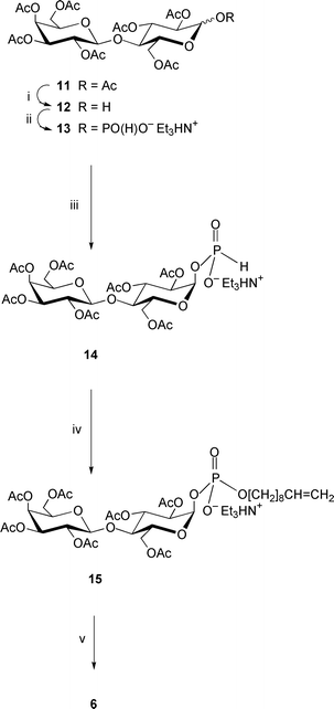 
          Reagents: i, Me2NH, MeCN–THF; ii, (a) triimidazolylphosphine, MeCN; (b) Et3NHHCO3, water (pH 7); iii, H3PO3, MeCN; iv, (a) dec-9-en-1-ol, trimethylacetyl chloride, pyridine; (b) I2, pyridine–water; v, NaOMe, MeOH.