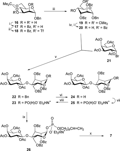 
          Reagents: i, BzCN, Et3N, MeCN; ii, Tf2O, CH2Cl2–pyridine; iii, Bu4NOBz, toluene; iv, 80% AcOH; v, AgOTf, Ag2CO3, MS 4 Å, CH2Cl2; vi, H2, Pd(OH)2/C, THF; vii, (a) triimidazolylphosphine, MeCN; (b) Et3NHHCO3, water (pH 7); viii, H3PO3, MeCN; ix, (a) dec-9-en-1-ol, trimethylacetyl chloride, pyridine; (b) I2, pyridine–water; x, NaOMe, MeOH.