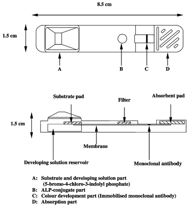 
            Schematic diagram of immunochromatograph.
          