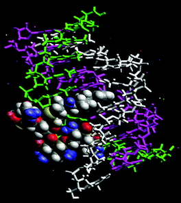 
          Pyrene–neomycin docked in the Watson–Hoogsteen groove of a TAT DNA triplex. (Atom colors: pyrene–neomycin; purple: poly(dA); white: poly(dT); green: poly(dT)—the third strand.)
        