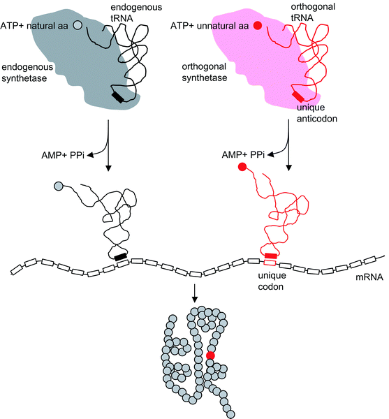 A general approach for the site-specific incorporation of unnatural amino acids into proteins in vivo. The orthogonal aminoacyl-tRNA synthetase acylates the orthogonal tRNA with an unnatural amino acid. The acylated orthogonal tRNA inserts the unnatural amino acid at the position specified by the unique codon, which is introduced into the gene encoding the protein of interest.