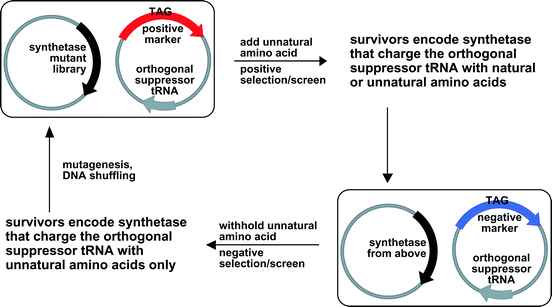 Schematic illustration of the general selection/screen for aminoacyl-tRNA synthetases with unnatural amino acid specificities. In the positive selection, active synthetases with either natural or unnatural amino acid specificities are identified; in the negative selection, synthetases with natural amino acid specificities are eliminated. Therefore, only synthetases charging the orthogonal tRNA with the unnatural amino acid can survive both selections/screens.