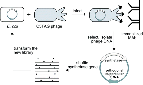 Phage-based selection for the incorporation of unnatural amino acids into a surface epitope. E. coli carrying the mutant synthetase library are infected by phage with a stop codon in a gene encoding a surface protein. Phage containing an active synthetase display the unnatural amino acid on the phage surface and are selected with immobilized monoclonal antibodies.