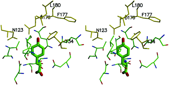 Stereoview of the active site of TyrRS. Residues from B. stearothermophilus TyrRS are shown in the figure. Corresponding residues from M. jannaschii TyrRS are Tyr32 (Tyr34), Glu107 (Asn123), Asp158 (Asp176), Ile159 (Phe177), and Leu162 (Leu180) with residues from B. stearothermophilus TyrRS in parenthesis. Mutated residues are in yellow.