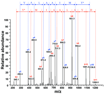 Tandem mass spectrum of the NH2-terminal peptide MIY*MIAALAVDR from the mutant DHFR protein. The annotated b (red) or y (blue) ion series confirmed the identity of the residue (Y*) inserted at the TAG codon to be O-methyl-l-tyrosine. The observed value for the monoisotopic mass for the intact mutant protein by FT-ICR MS was 18096.002 daltons, which is within 5 ppm of the theoretical mass of 18095.908 daltons.