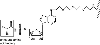 The immobilized sulfamoyl analog of the aminoacyl adenylate intermediate used to screen phage-displayed synthetases with unnatural amino acid specificity.