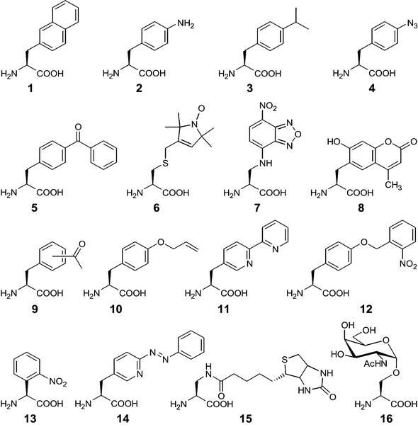 Structures of unnatural amino acids discussed in the text.