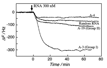 Evaluation of binding behavior of the RNA selected clones on the model peptide-immobilized QCM plate (0.01 M HEPES, pH 7.5, 0.1 M NaCl, at 20 °C).