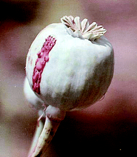 A lanced poppy seed capsule exuding opium latex.