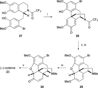 
          Reagents and conditons: i, PhI(OCOCF3)2, CH2Cl2, −40 °C, 21%; ii, aq. K2CO3, MeOH, then aq. CH2O, then NaBH4, 68%; iii, Me2NCH(OCH2CMe3)2, CH2Cl2, 80%; iv, Hg(OAc)2, HCO2H, then HCl, Et2O; v, LiAlH4, THF, Δ, 25% from 29.