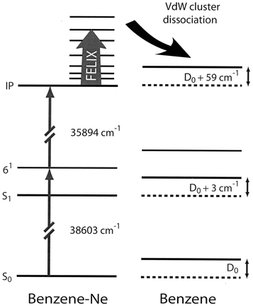 Energy level scheme for benzene and benzene–Ne, indicating the UV-IR double resonance method used to measure the IR spectrum of the benzene–Ne cation. Benzene–Ne ions are produced in their vibrational ground-state in zero electric field via two-color (1+1′) REMPI of benzene–Ne. IR laser induced dissociation of the ionic complex is detected via the appearance of the bare benzene cation, which is pulse-extracted to the detector shortly after the end of the IR laser pulse. The redshifts of the transitions used to prepare the vibrationally cold benzene–Ne complex ions relative to the transitions in the bare benzene molecules correspond to an increased binding energy of the complex of 3 cm−1 upon excitation to the S1 state and of 59 cm−1 upon ionization.27,30