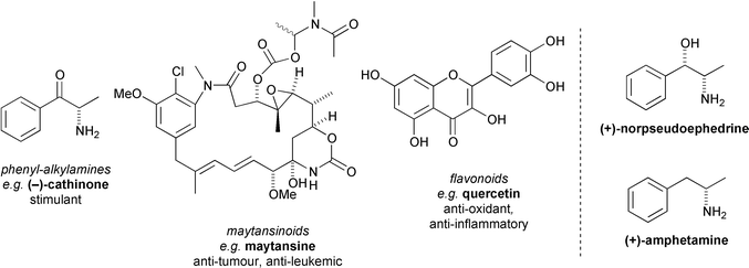 Non-terpenoid secondary metabolites of the Celastraceae, and the structures of norpseudoephedrine and amphetamine.