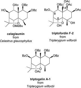 Anti-tumour promoting sesquiterpenoids from Celastrus glaucophyllus and Tripterygium wilfordii.