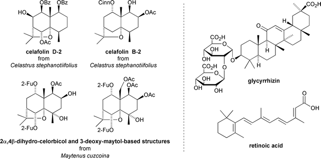 Anti-tumour promoting sesquiterpenoids from Celastrus stephanotiifolius and Maytenus cuzcoina, and the structures of the anti-tumour promoters glycyrrhizin and retinoic acid.