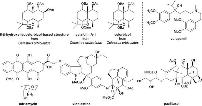 MDR reversing sesquiterpenoids from Celastrus orbiculatus and the structures of MDR reversing agent verapamil and cancer chemotherapy agents adriamycin, vinblastine and paclitaxel.