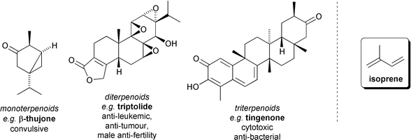 Mono-, di-, and triterpenoid metabolites of the Celastraceae, and the structure of isoprene.