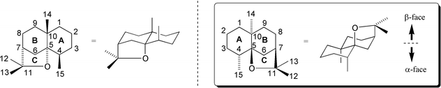 The dihydroagarofuran skeleton.