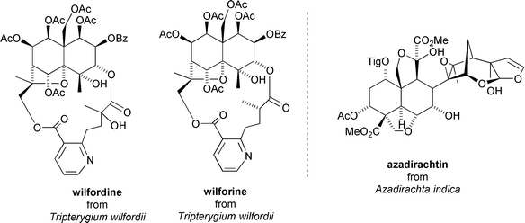 Insecticidal/anti-feedant Celastraceae sesquiterpenoids from Tripterygium wilfordii and the structure of azadirachtin.