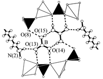 
            The local environment of a centrosymmetric boric acid dimer in I. White and black tetrahedra are centered by Zn and P atoms, respectively. Dashed lines represent hydrogen bonds. The H atom attached to the O(8) atom in the O(8)⋯O(15) hydrogen bond has not been determined.
          